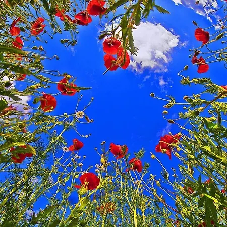 酒店 Sali Homes - Gaestehaus Lamm